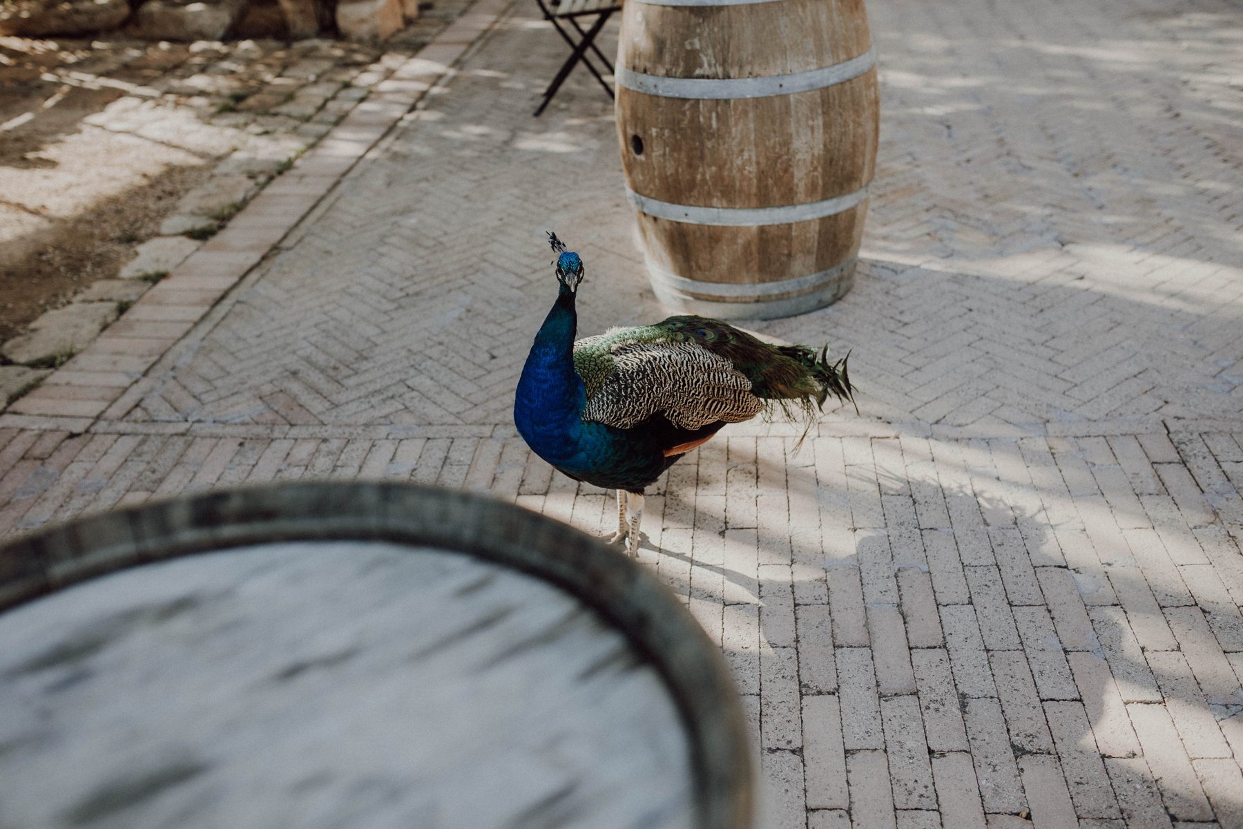 A peacock wandering the venue grounds